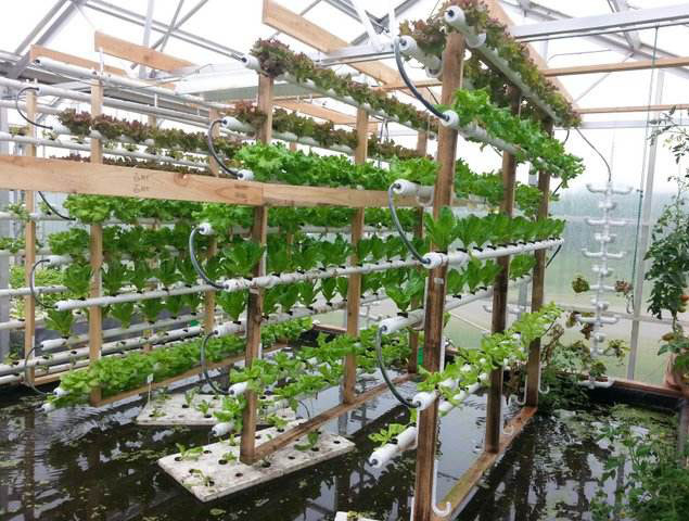 壽光市九合農業發(fā)展有限公司_水培